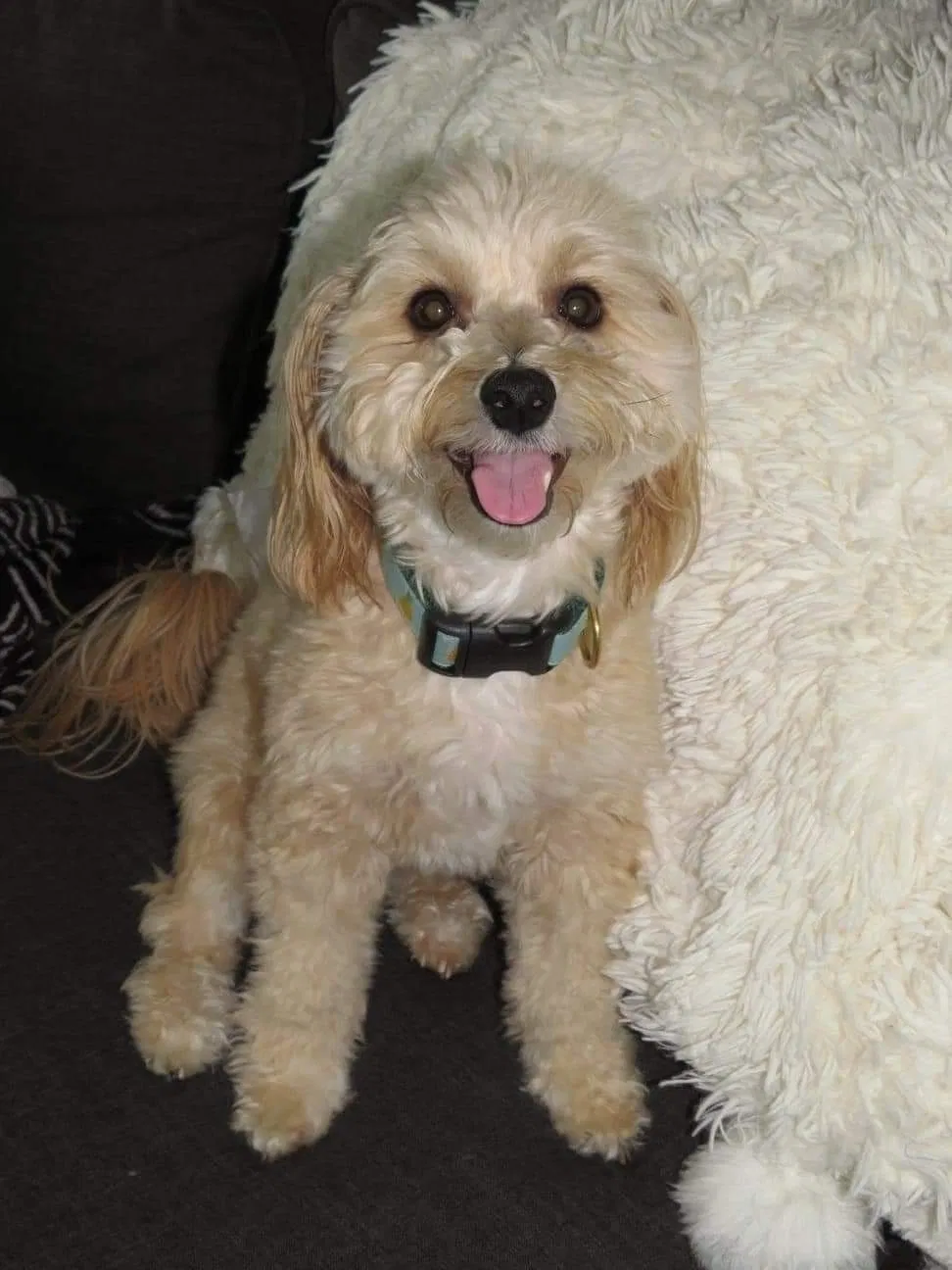 Lost dog in Henderson, KY, 42420