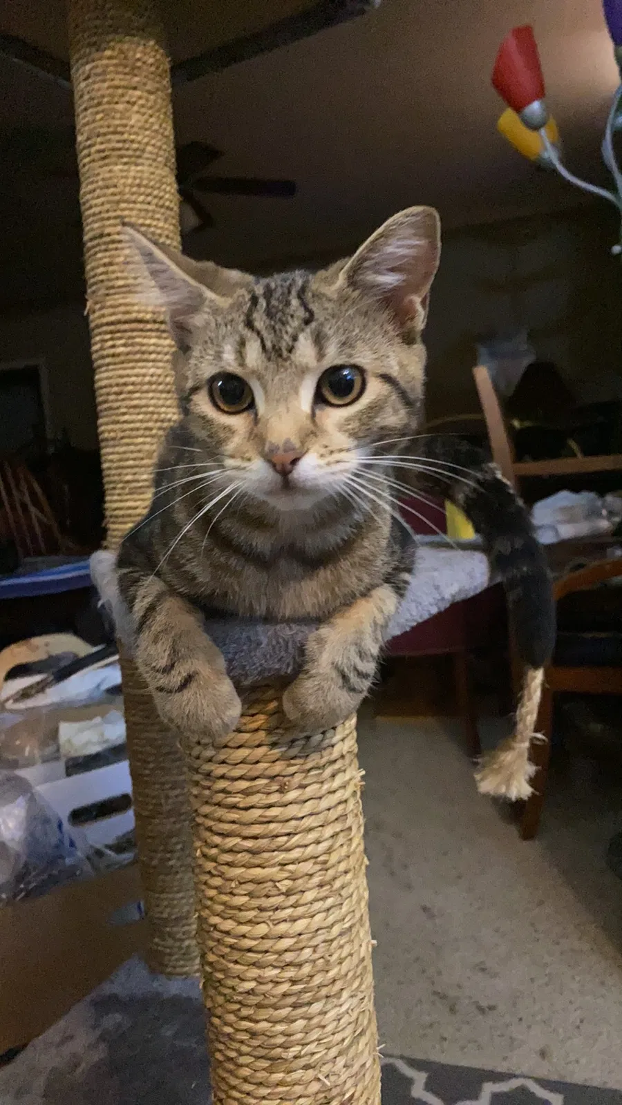 Lost cat in Unknown, AR, 0