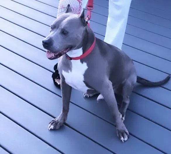 Lost dog in Jackson, MS, 39206