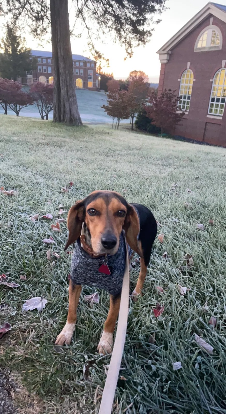 Lost dog in Norfolk, VA, 23507
