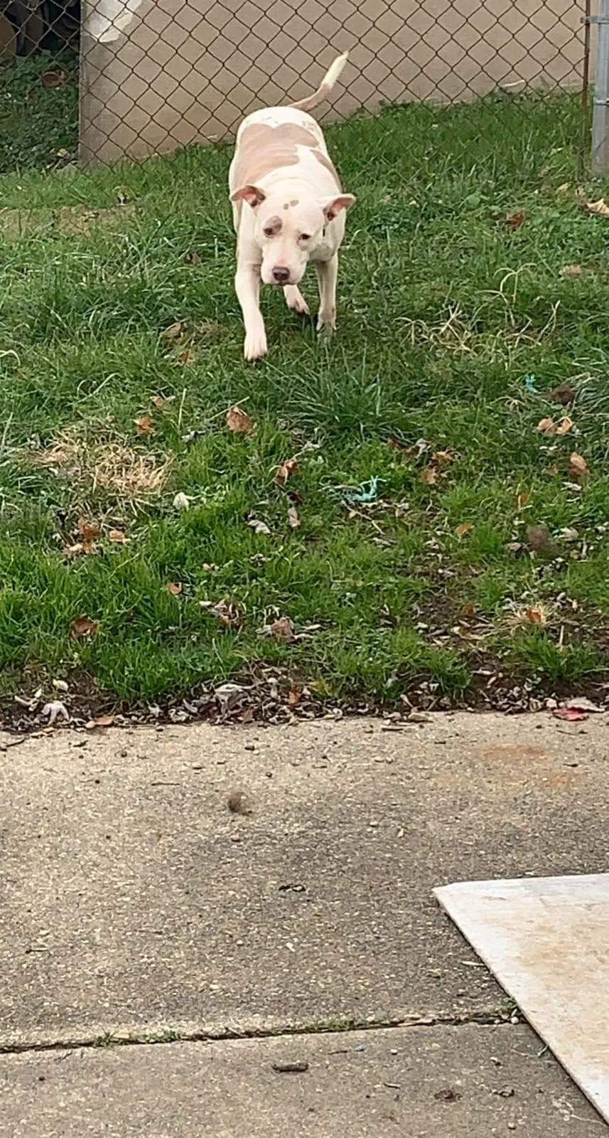 Lost dog in Florence, KY, 41042