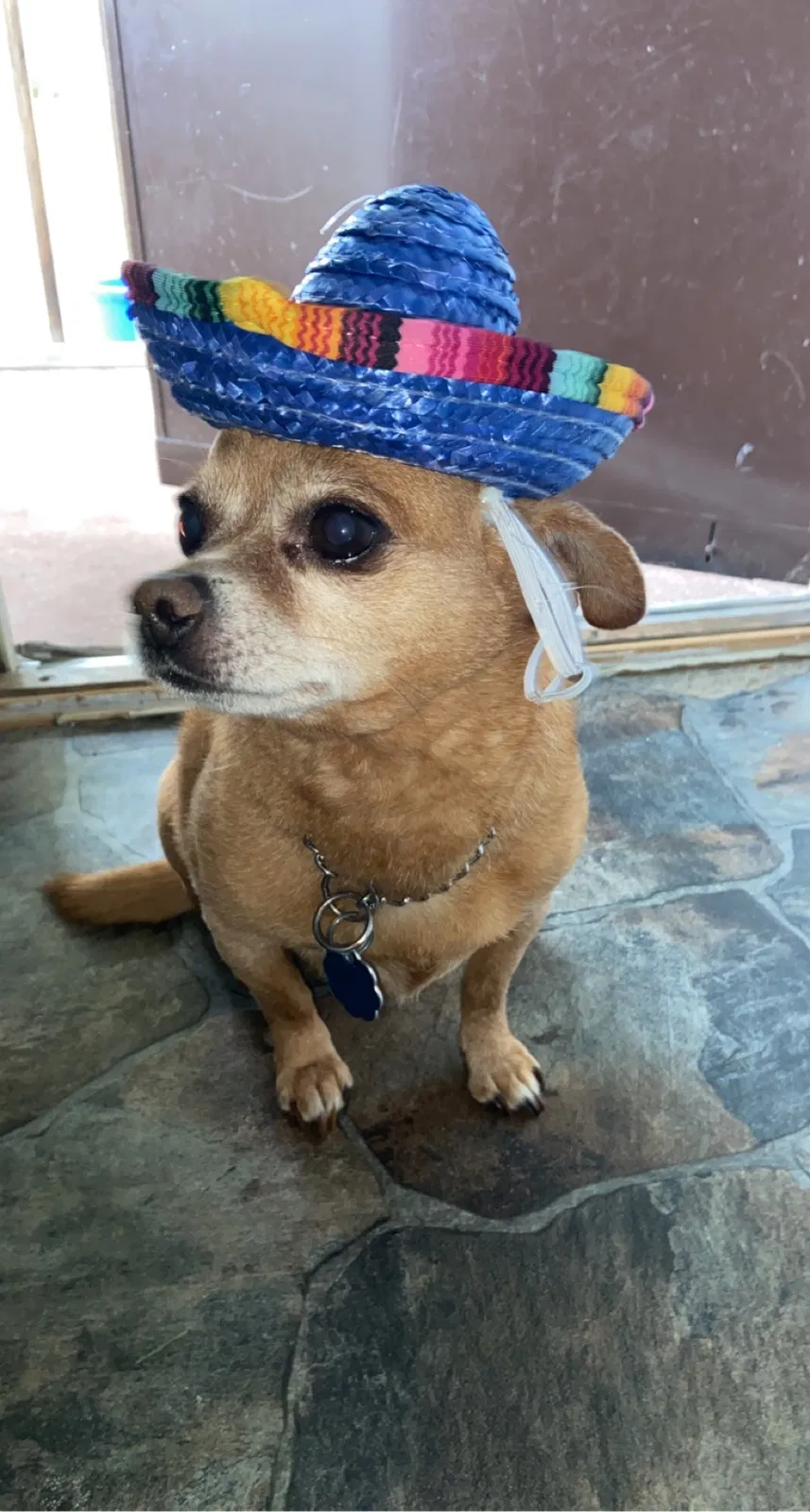 Lost dog in New Castle, PA, 16105
