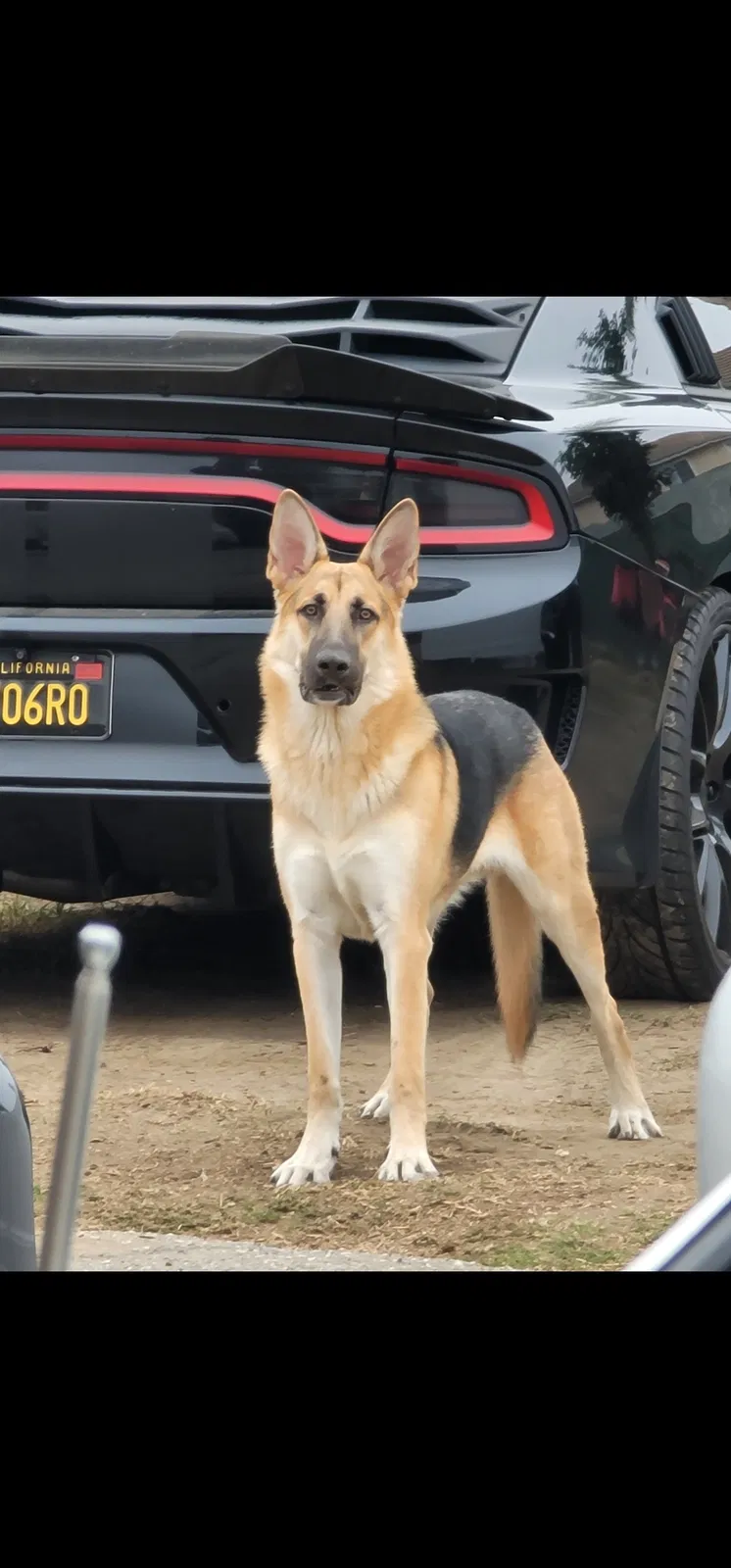 Lost dog in Victorville, CA, 92392