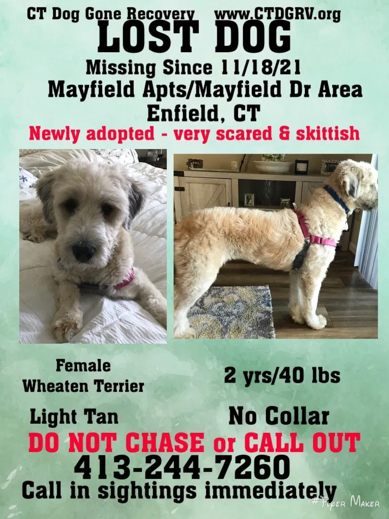 Lost dog in Enfield, CT, 6082