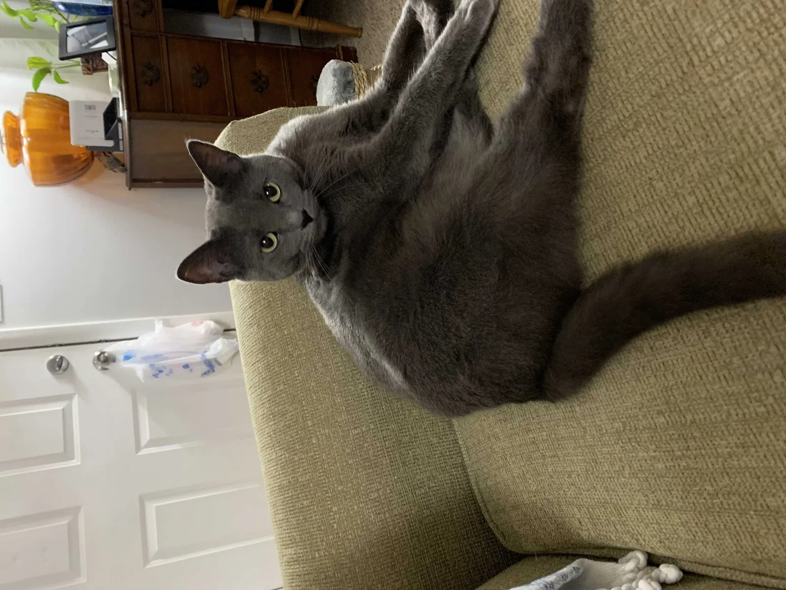 Lost cat in Lawrence, KS, 66046