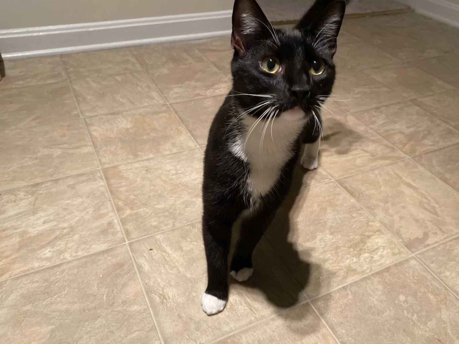 Lost cat in Stafford, VA, 22554