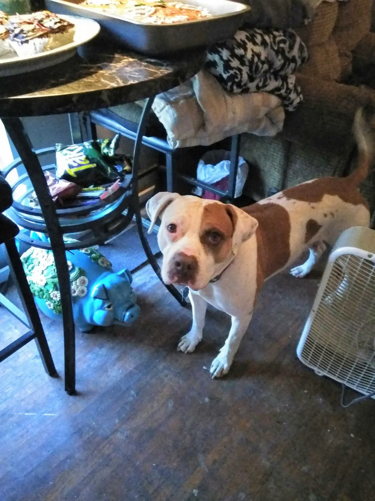 Lost dog in Bessemer, AL, 35020