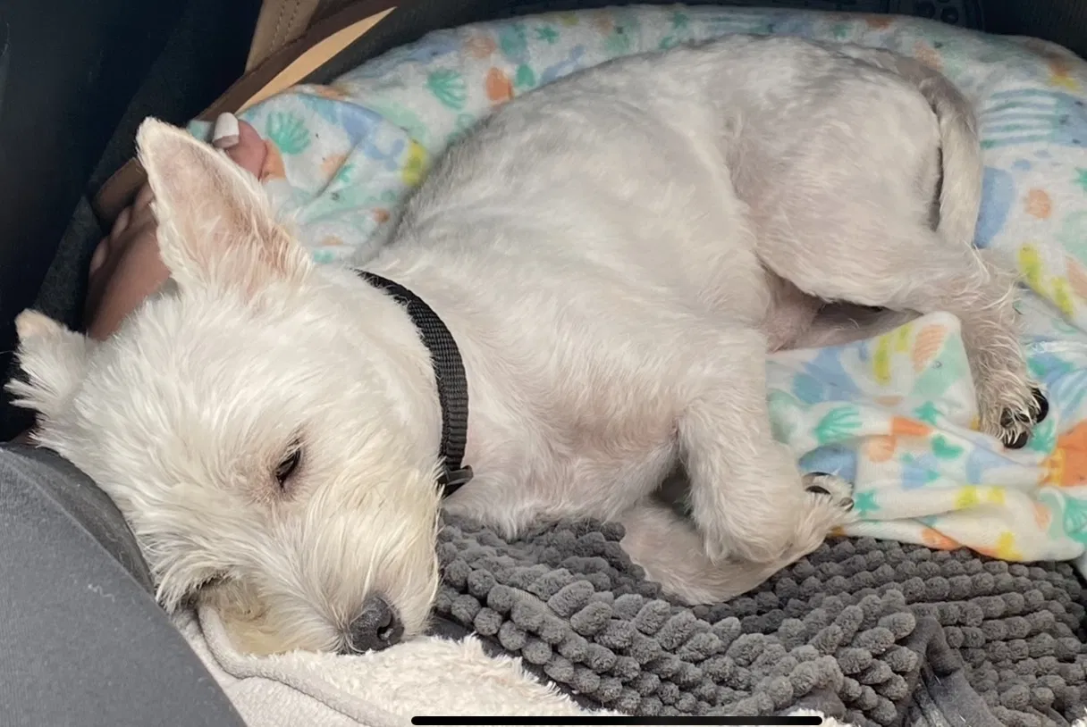 Lost dog in Greensboro, NC, 27405