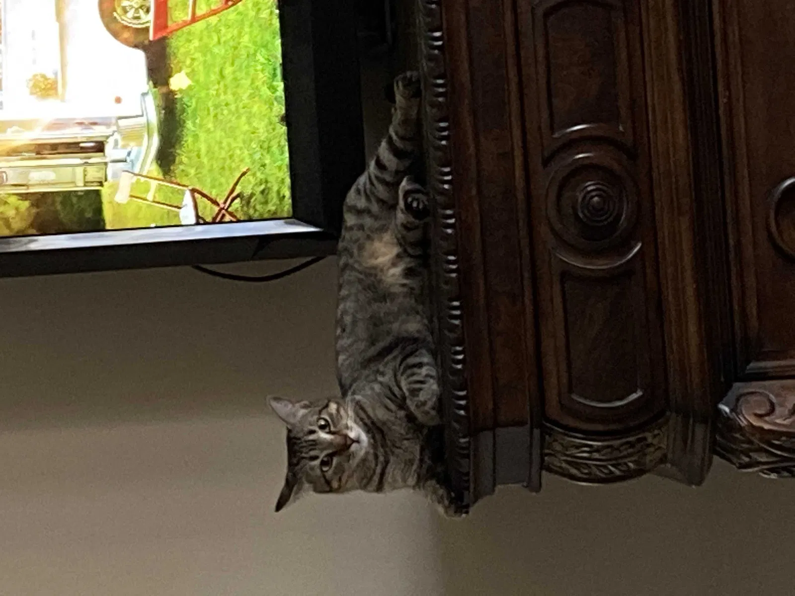 Lost cat in Ponchatoula, LA, 70454