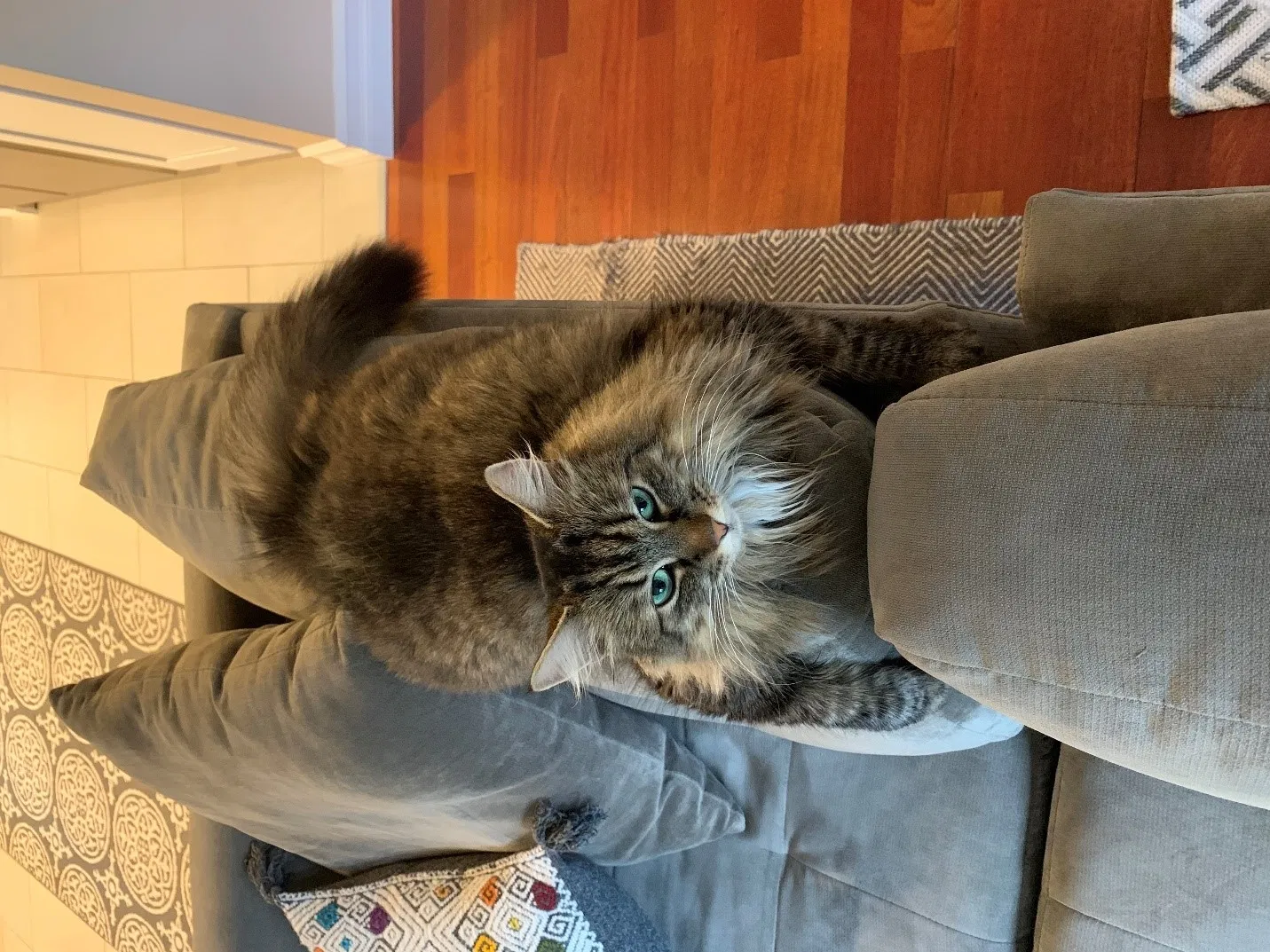 Lost cat in Seattle, WA, 98118