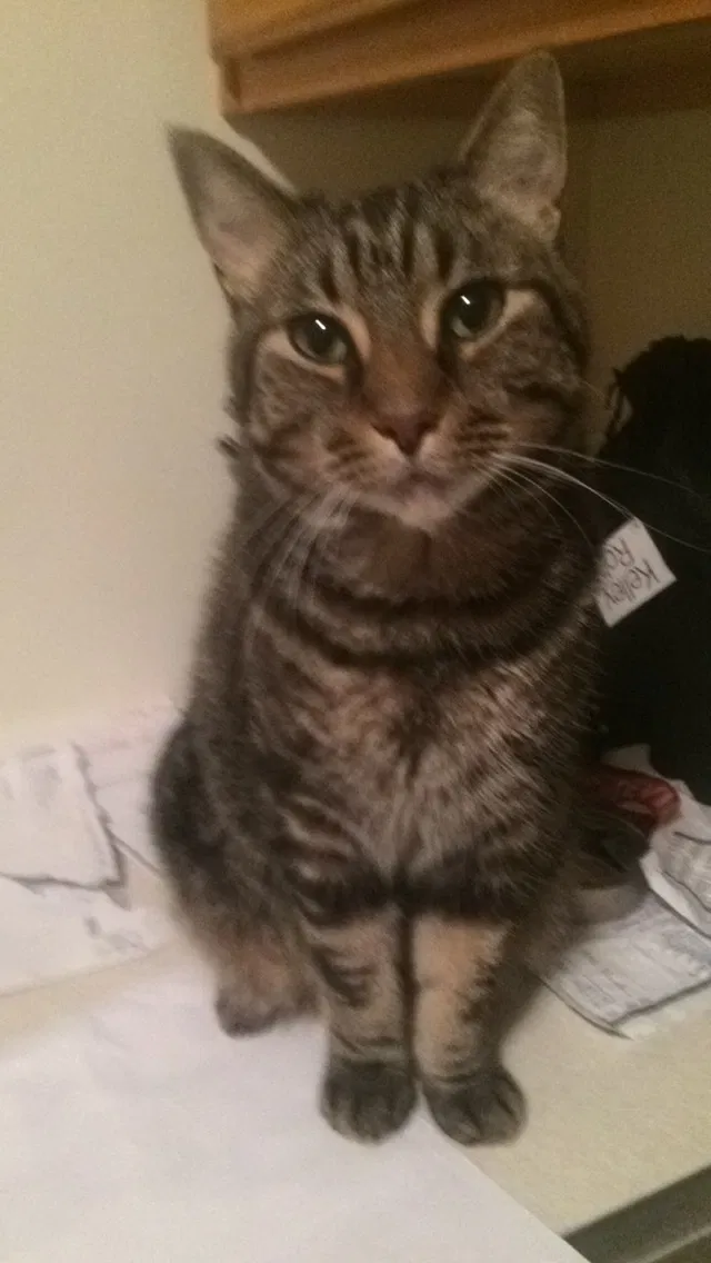 Lost cat in Minneapolis, MN, 55429