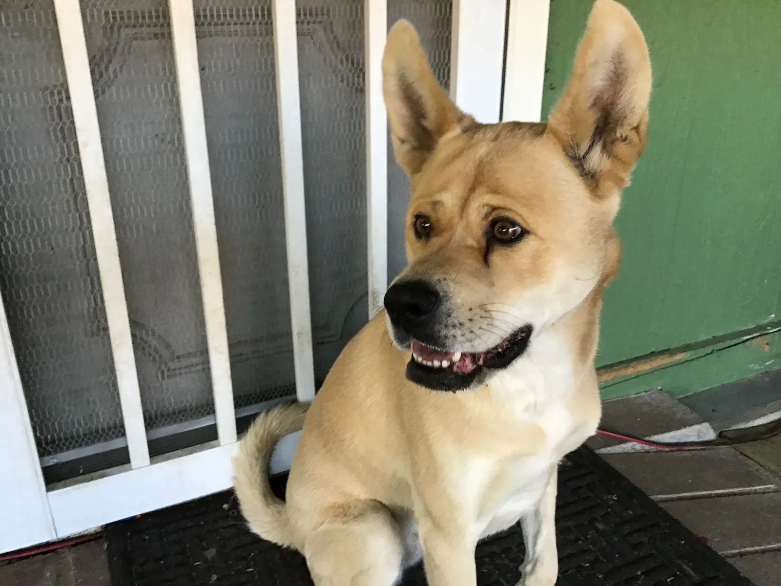 Lost dog in Banning, CA, 92220