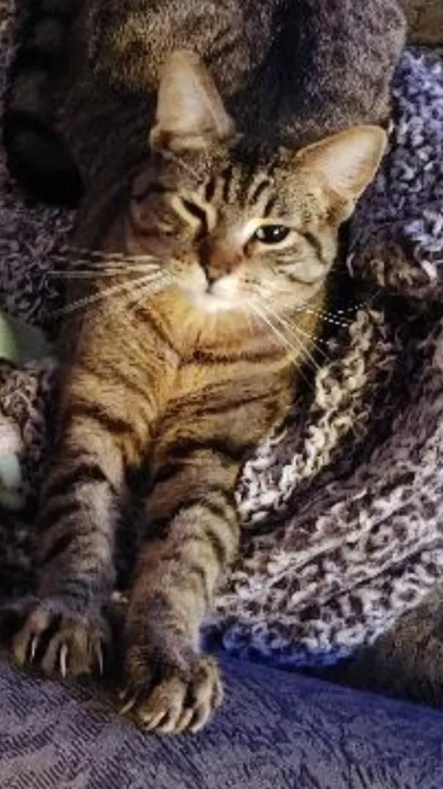 Lost cat in Hillsboro, OR, 97123