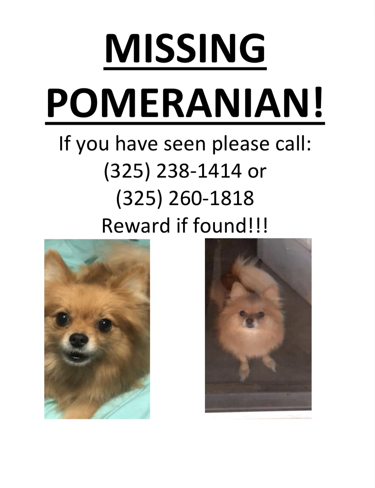 Lost dog in Abilene, TX, 79602