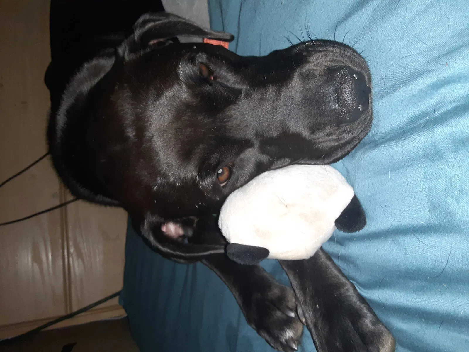 Lost dog in Lubbock, TX, 79423