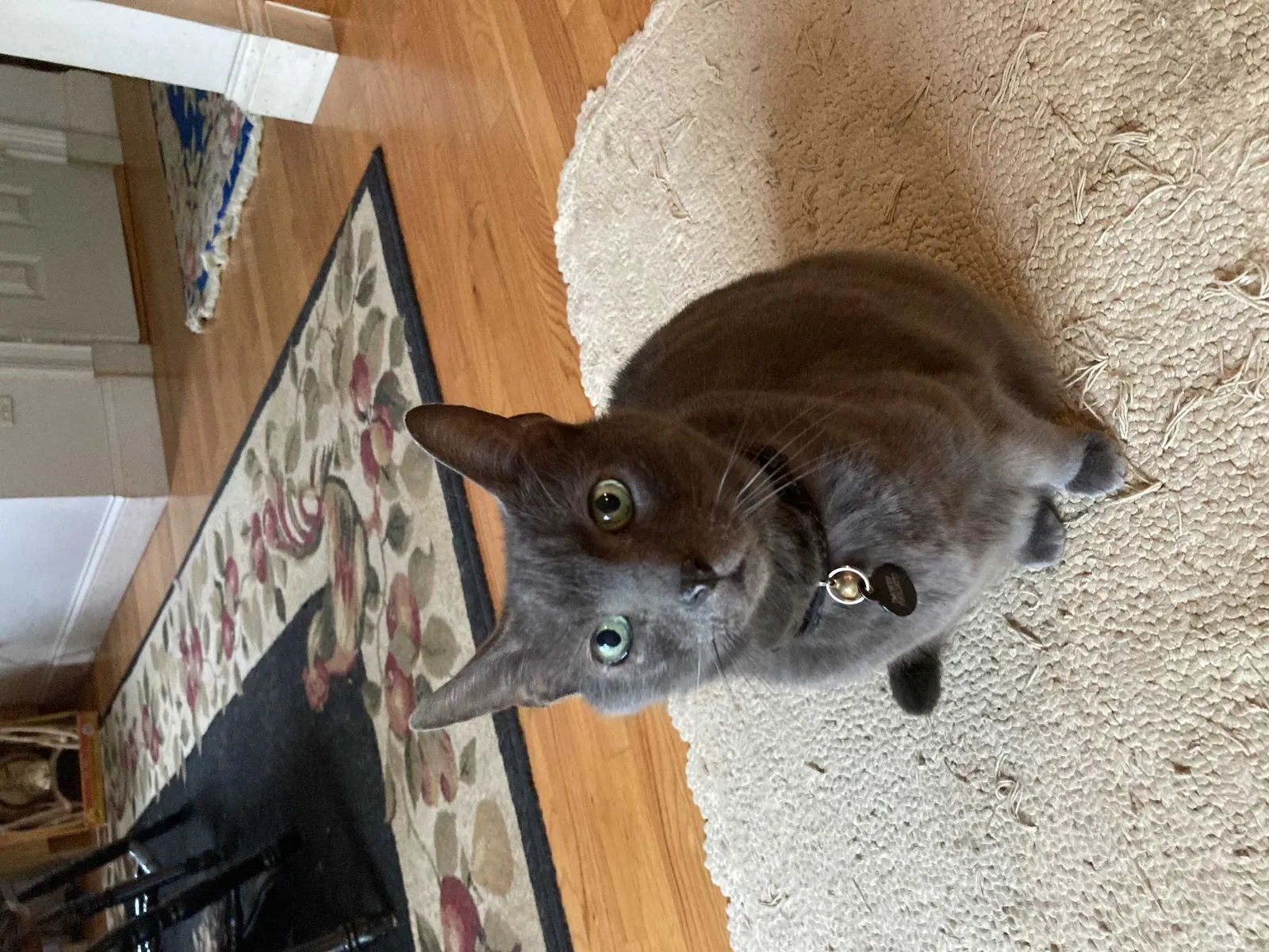 Lost cat in Rye, NY, 10580
