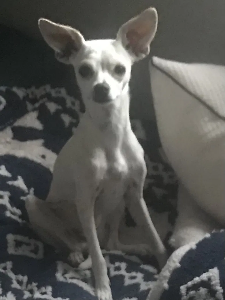 Found dog in Homedale, ID, 83628
