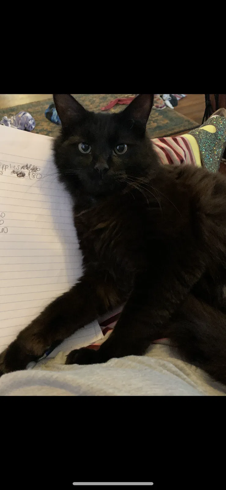 Lost cat in Indianapolis, IN, 46225