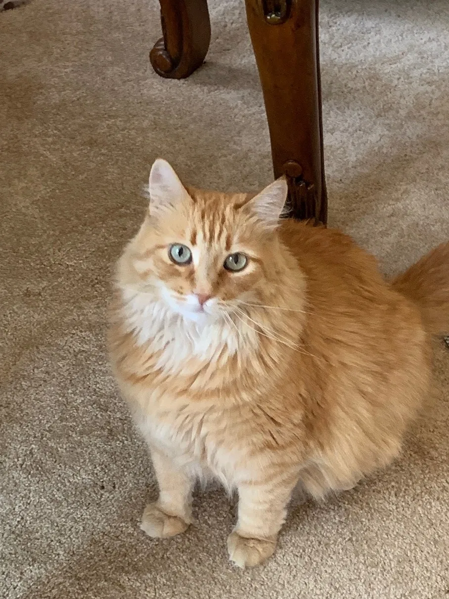 Lost cat in Lancaster, CA, 93536