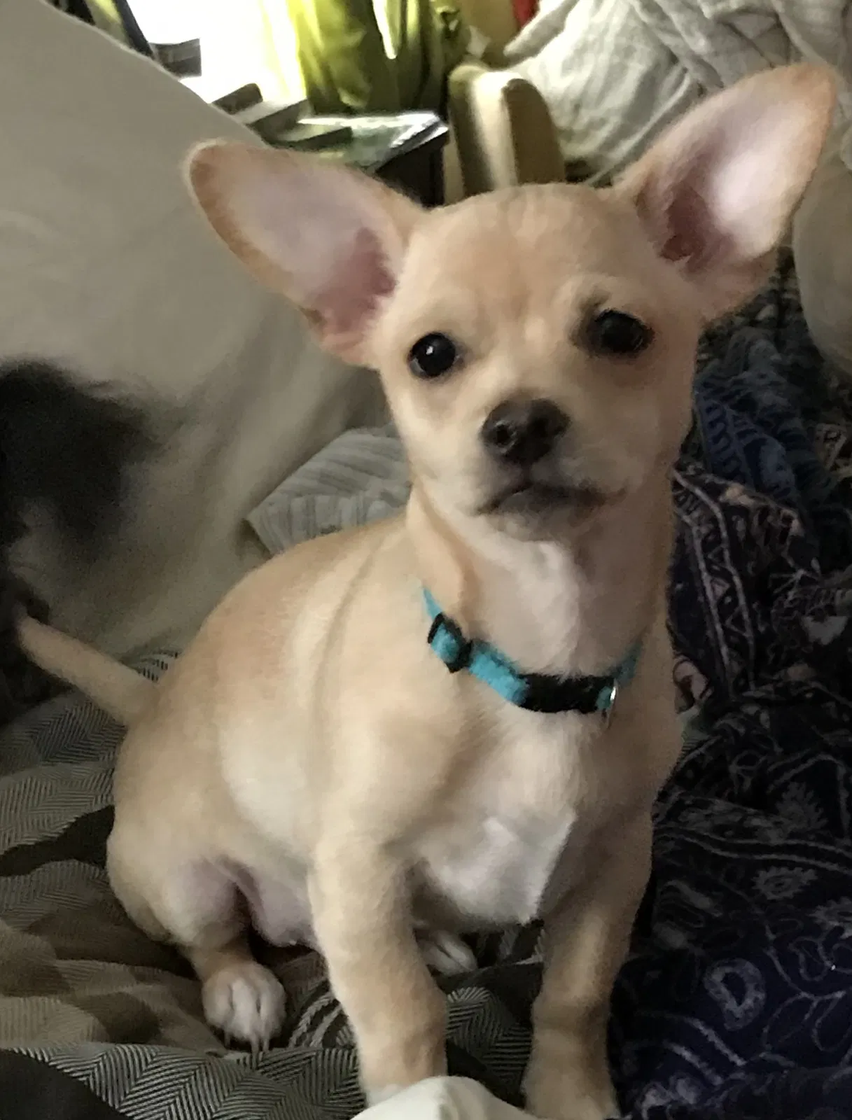 Lost dog in Conroe, TX, 77385