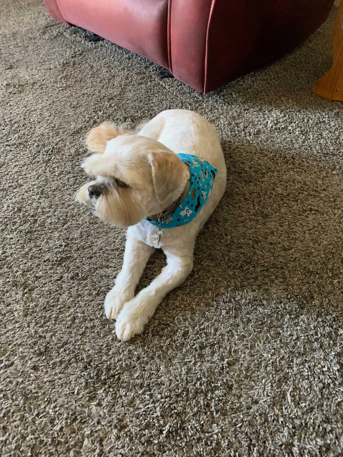 Lost dog in Las Vegas, NV, 89122