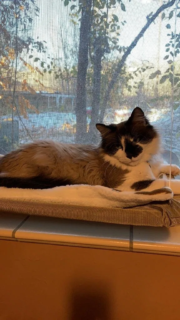 Lost cat in Arvada, CO, 80002