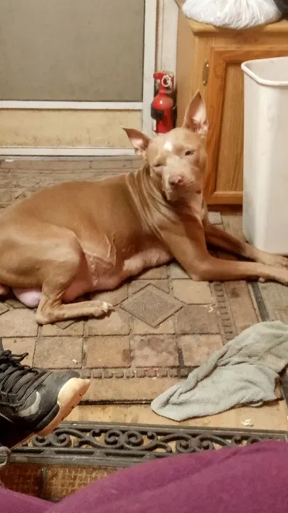 Lost dog in West Monroe, LA, 71292