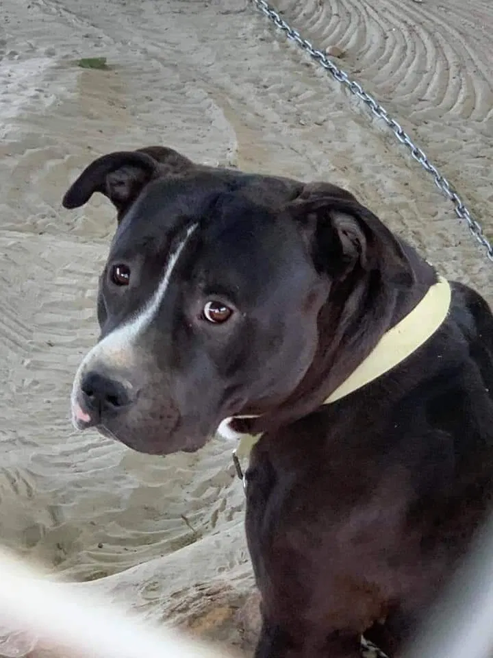 Lost dog in Corpus Christi, TX, 78411