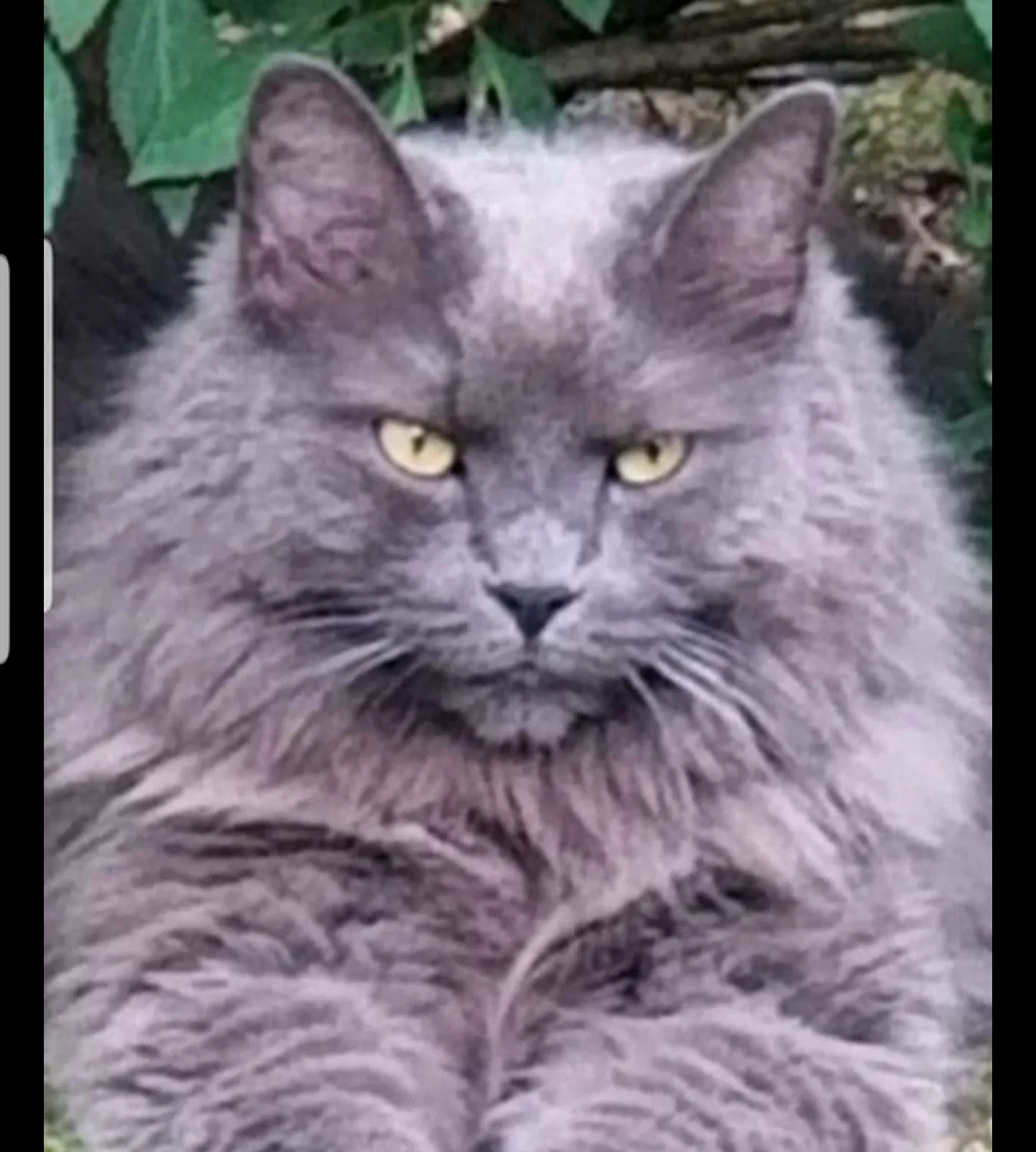 Lost cat in Willington, CT, 6279
