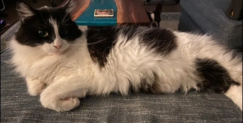 Lost cat in Grovetown, GA, 30813