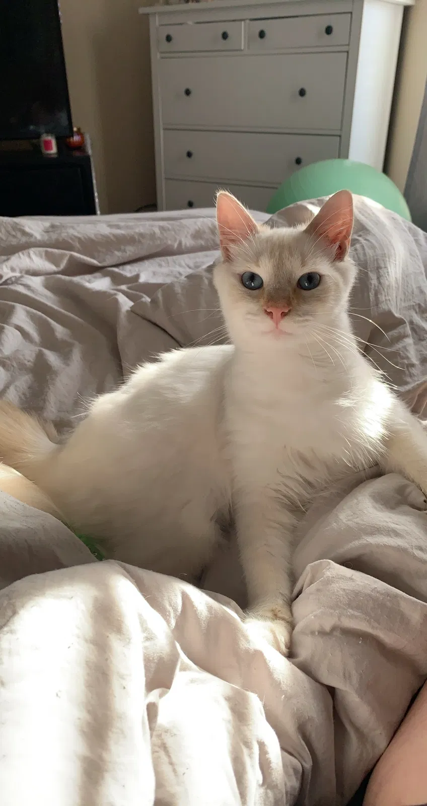 Lost cat in Maryville, TN, 37803