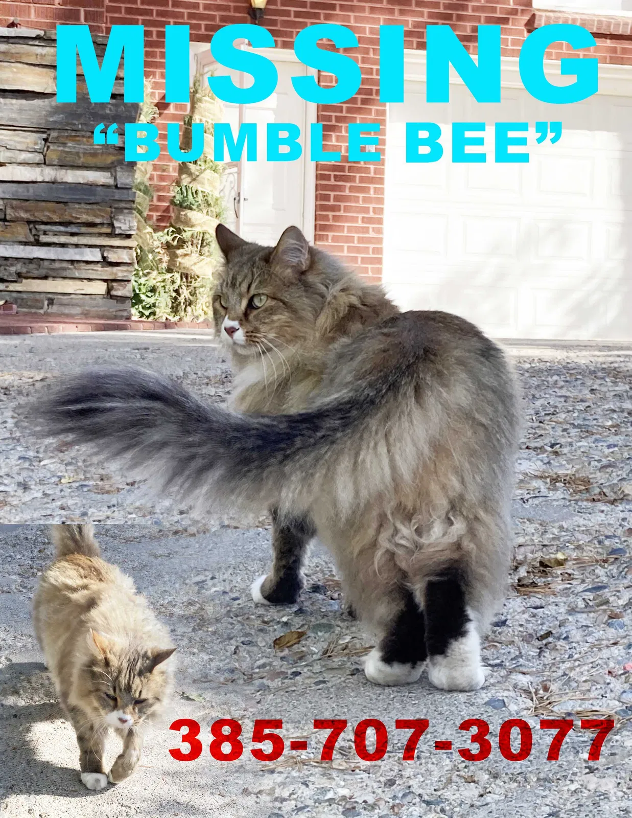 Lost cat in Salt Lake City, UT, 84103