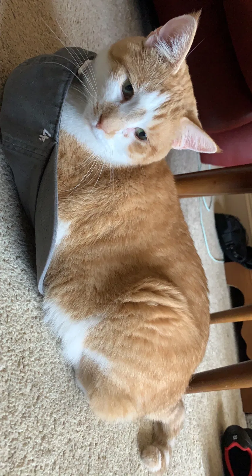 Lost cat in Kennesaw, GA, 30152