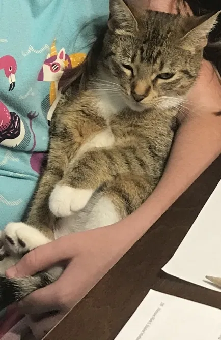 Lost cat in Maurice, LA, 70555