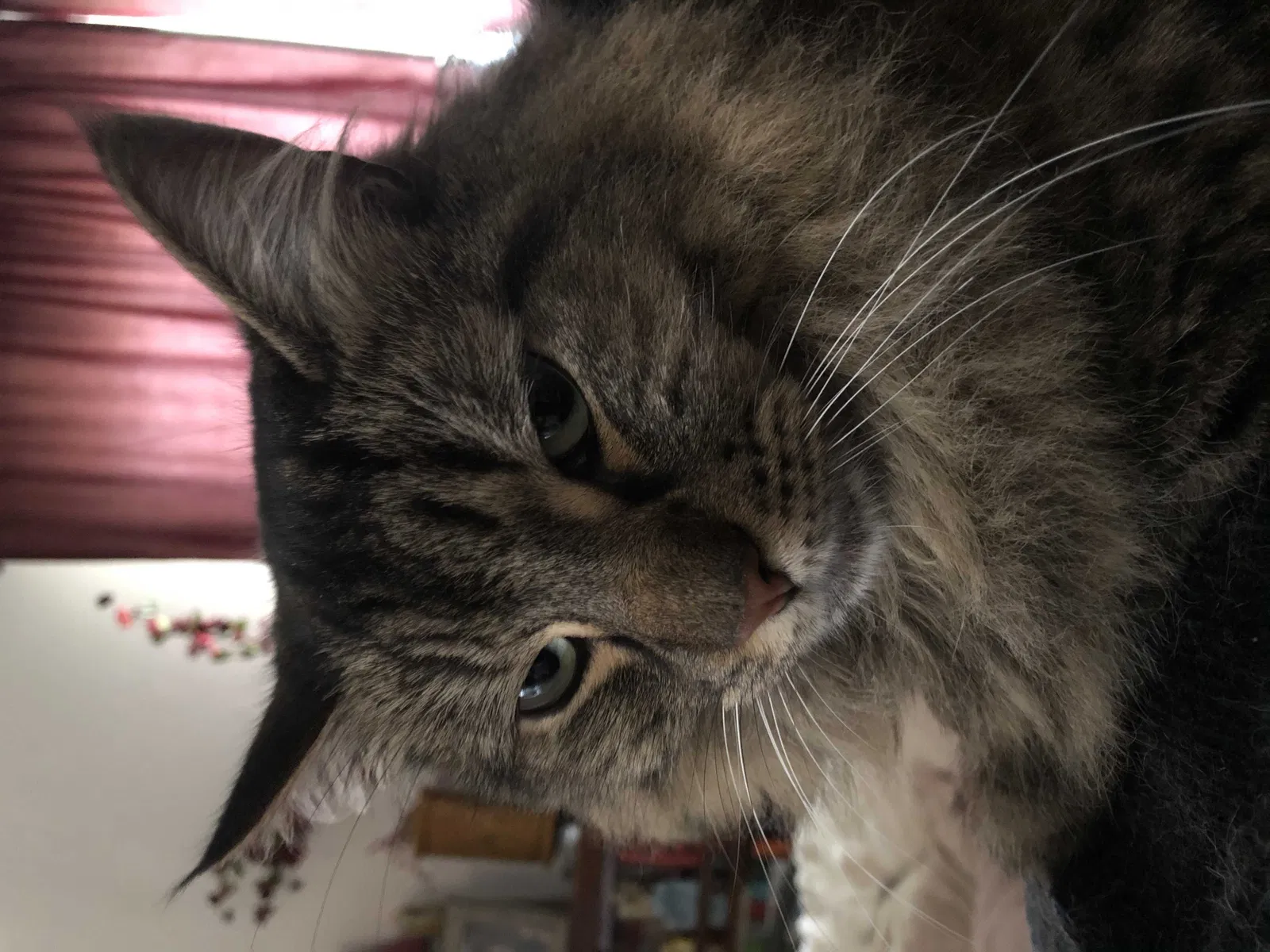 Lost cat in Beverly, NJ, 8010