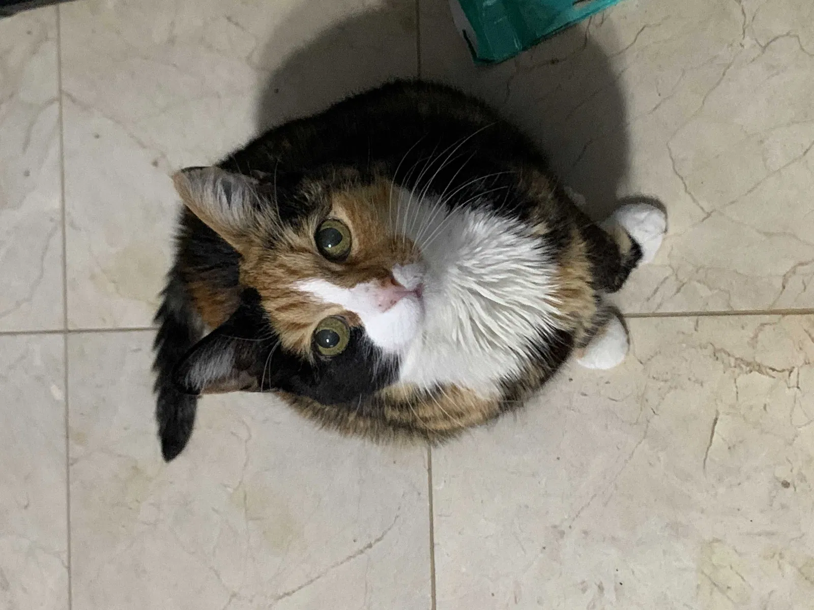 Lost cat in Lake Worth, FL, 33467