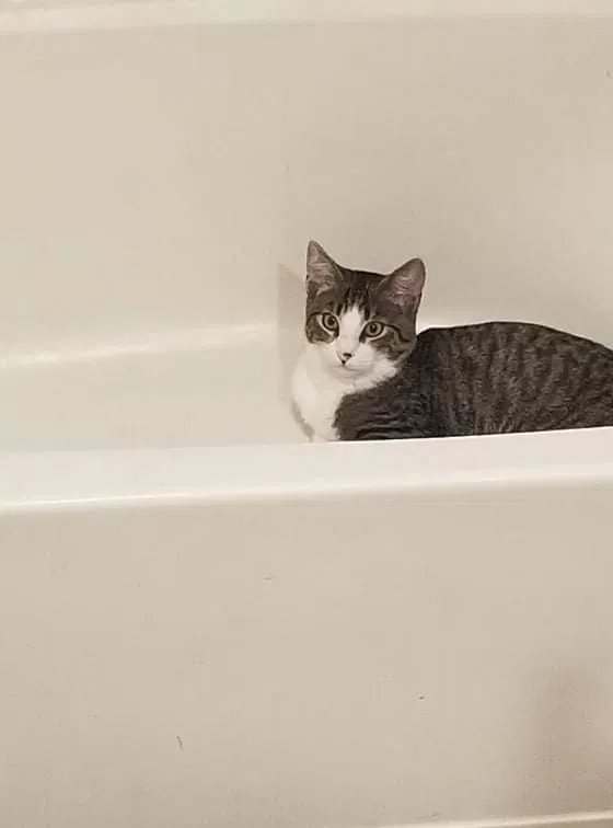 Lost cat in Bay Minette, AL, 36507