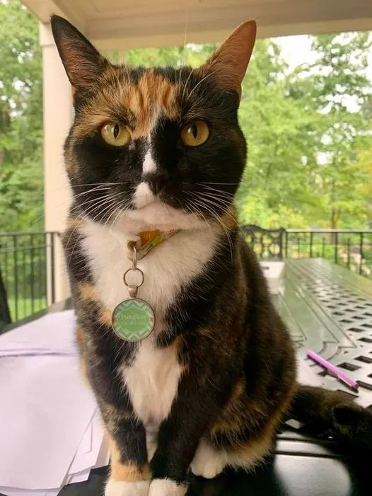 Lost cat in Charlotte, NC, 28211