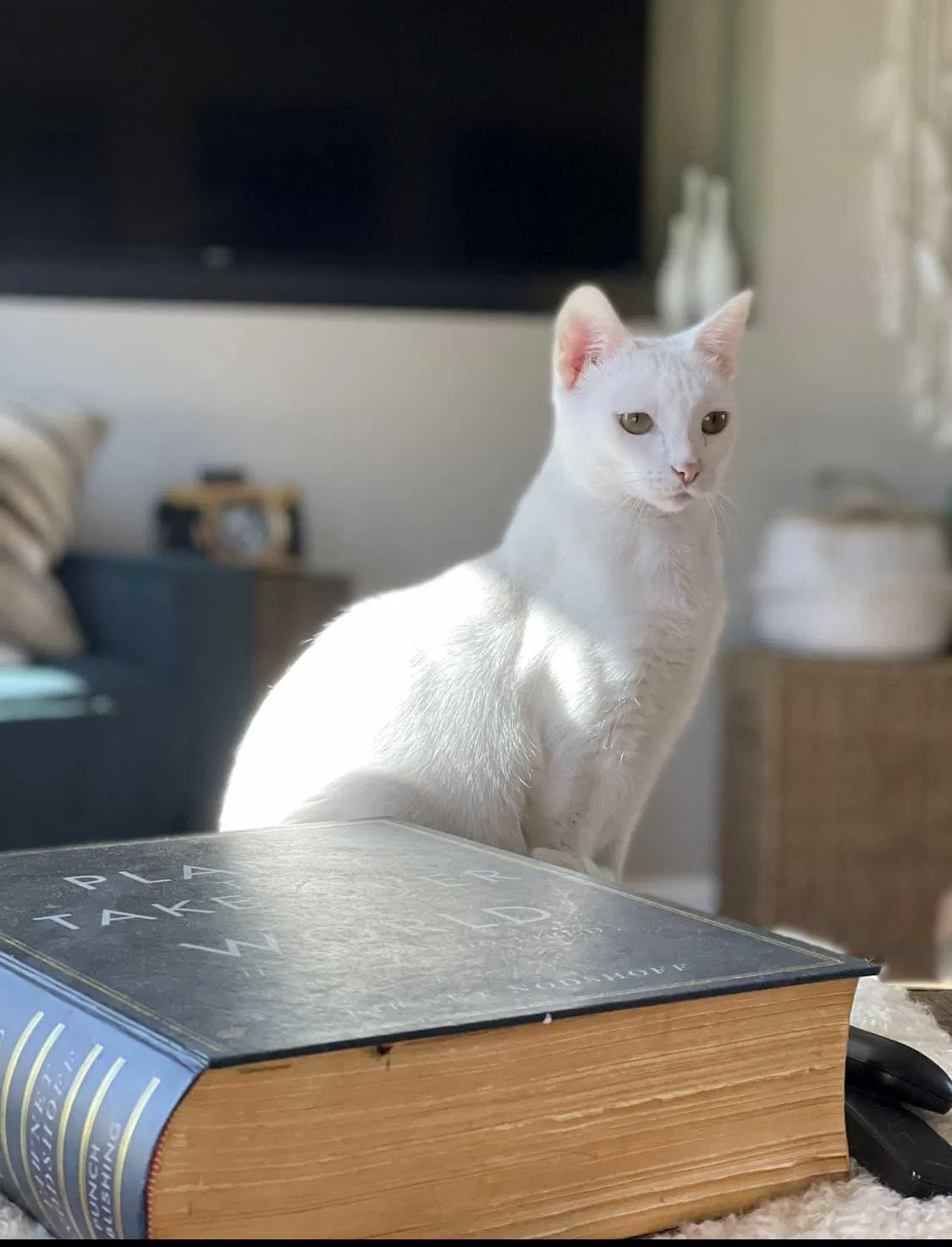 Lost cat in Cincinnati, OH, 45233