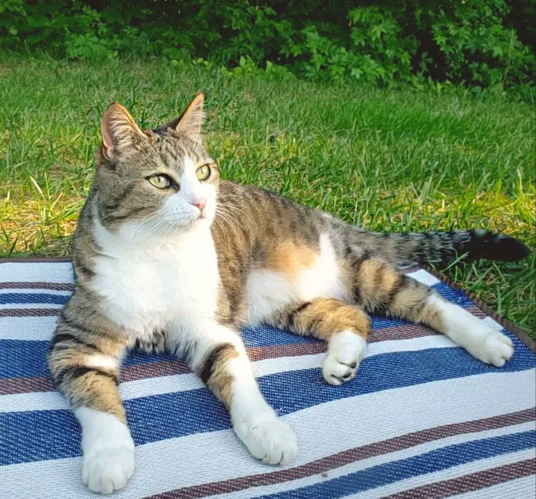 Lost cat in Waxhaw, NC, 28173