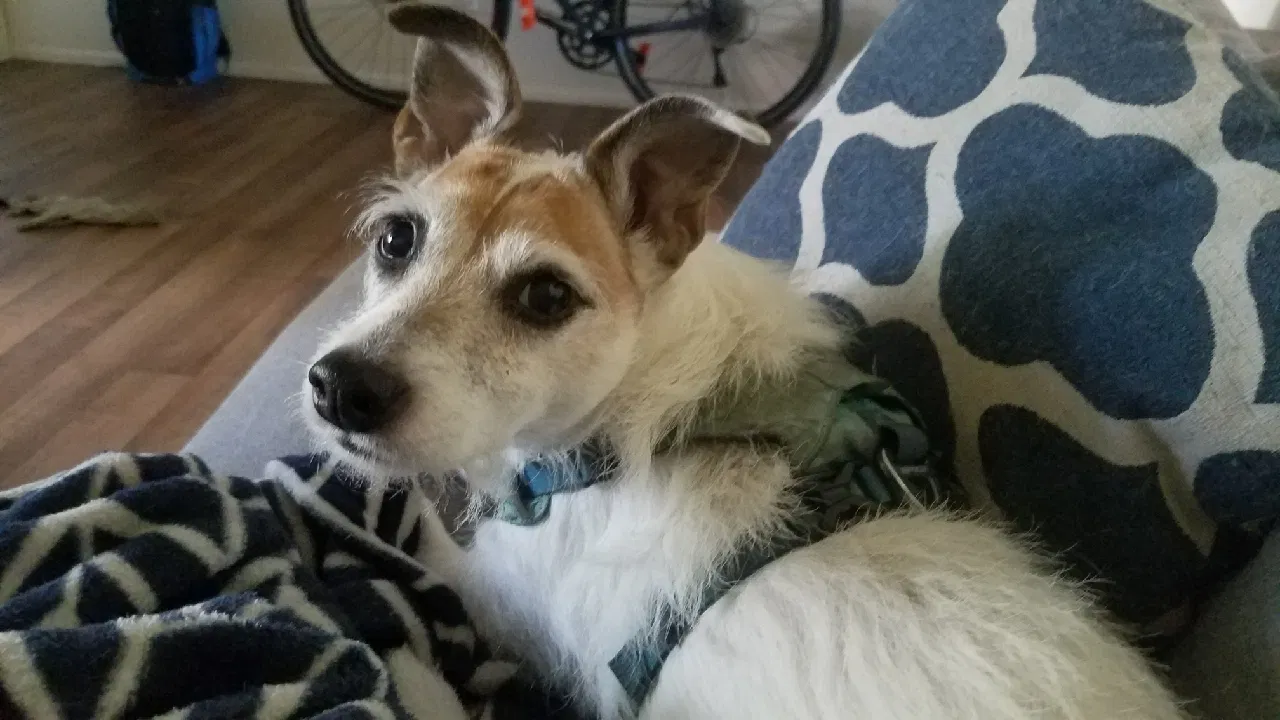 Lost dog in Tucson, AZ, 85713