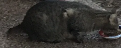 Lost cat in Corpus Christi, TX, 78410