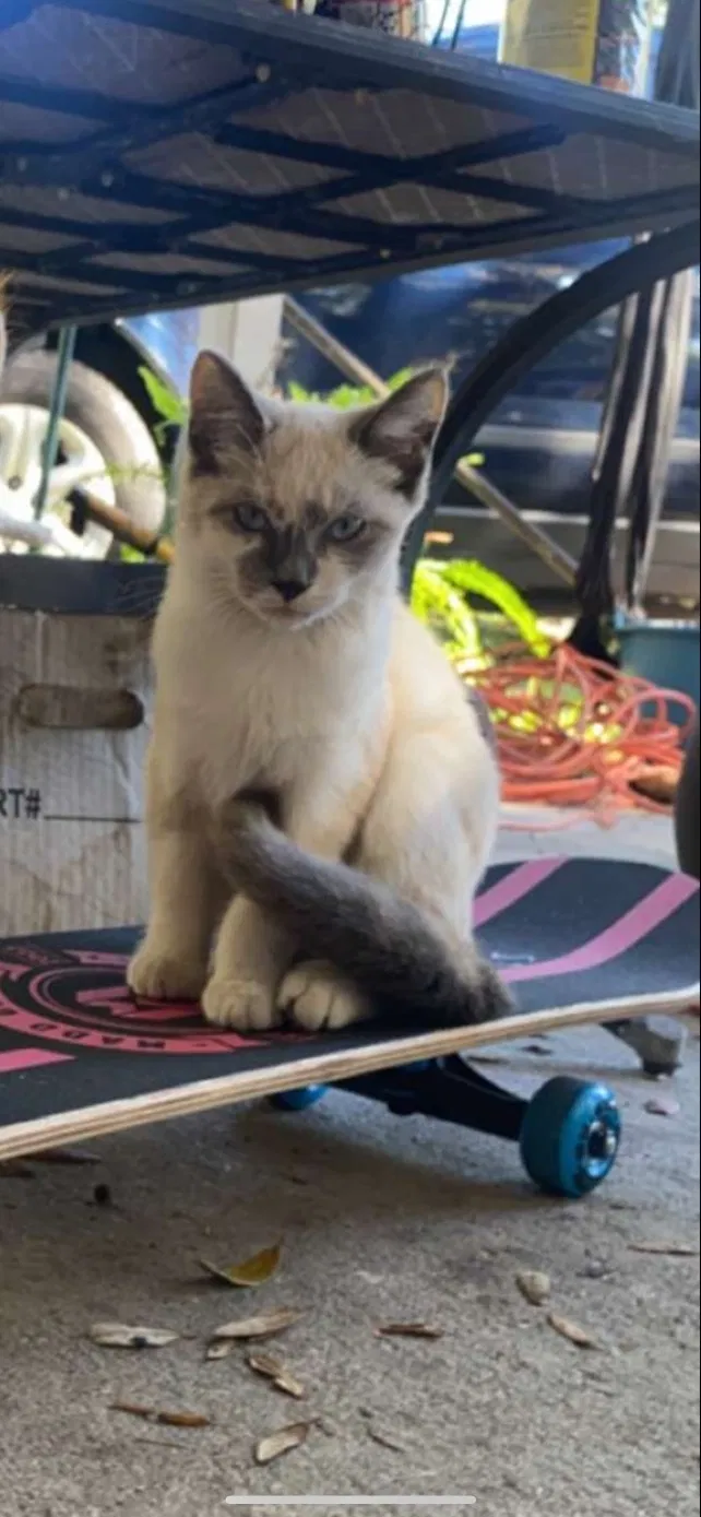 Lost cat in Mascotte, FL, 34753