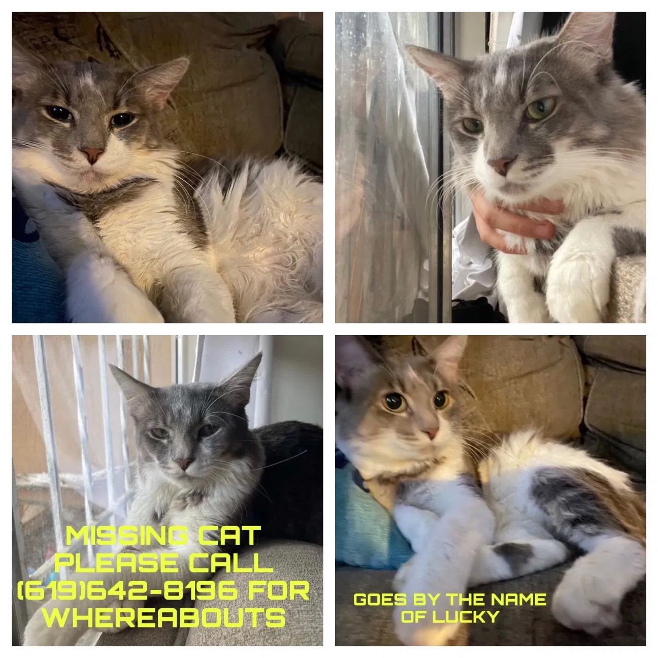 Lost cat in San Diego, CA, 92113