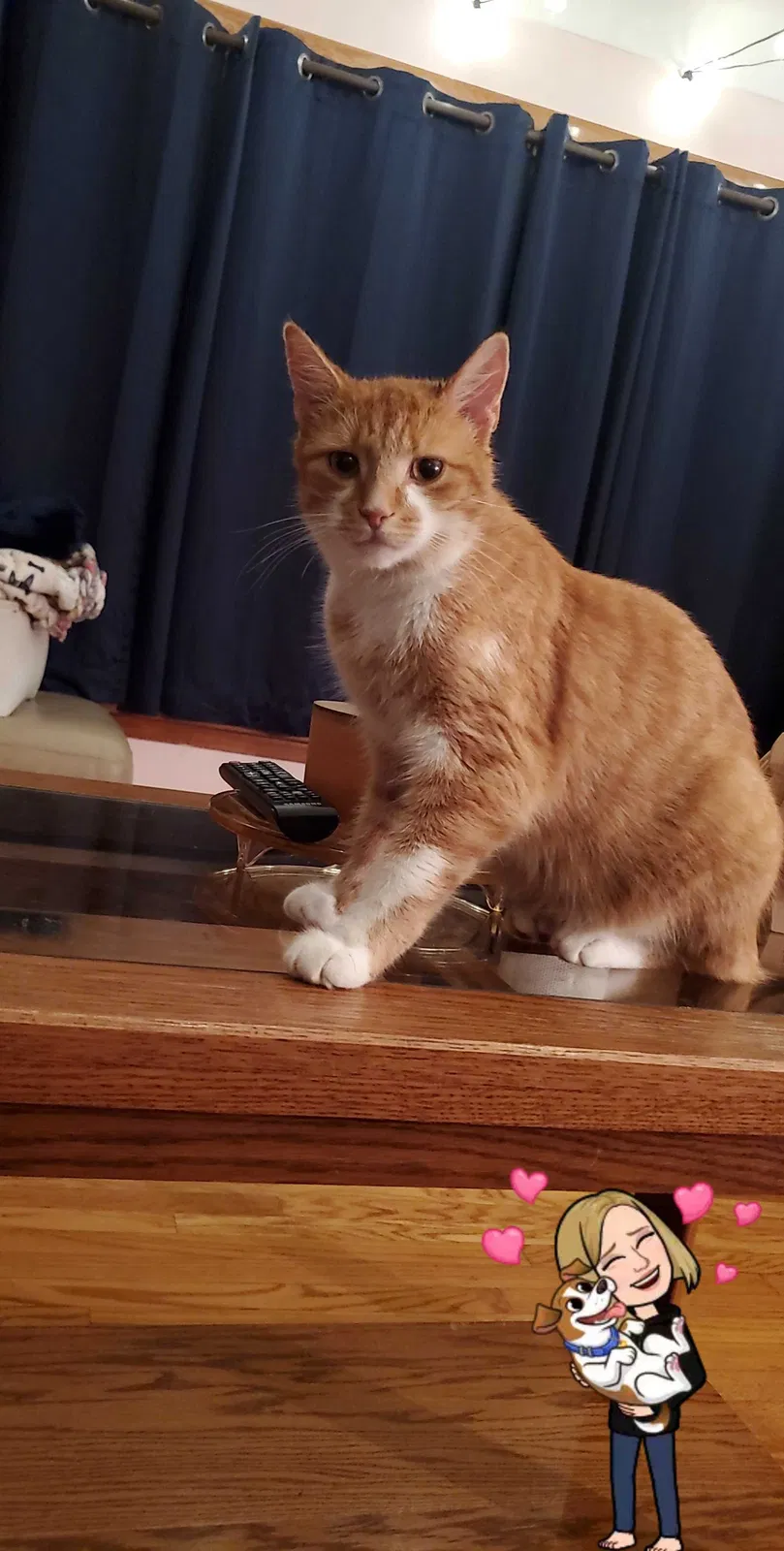 Lost cat in North Canton, OH, 44720