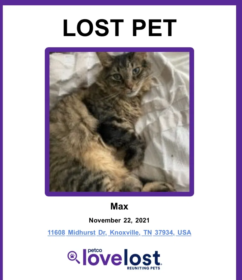 Lost cat in Knoxville, TN, 37934