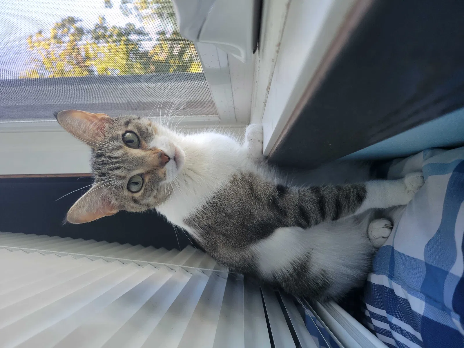Lost cat in Minneapolis, MN, 55423