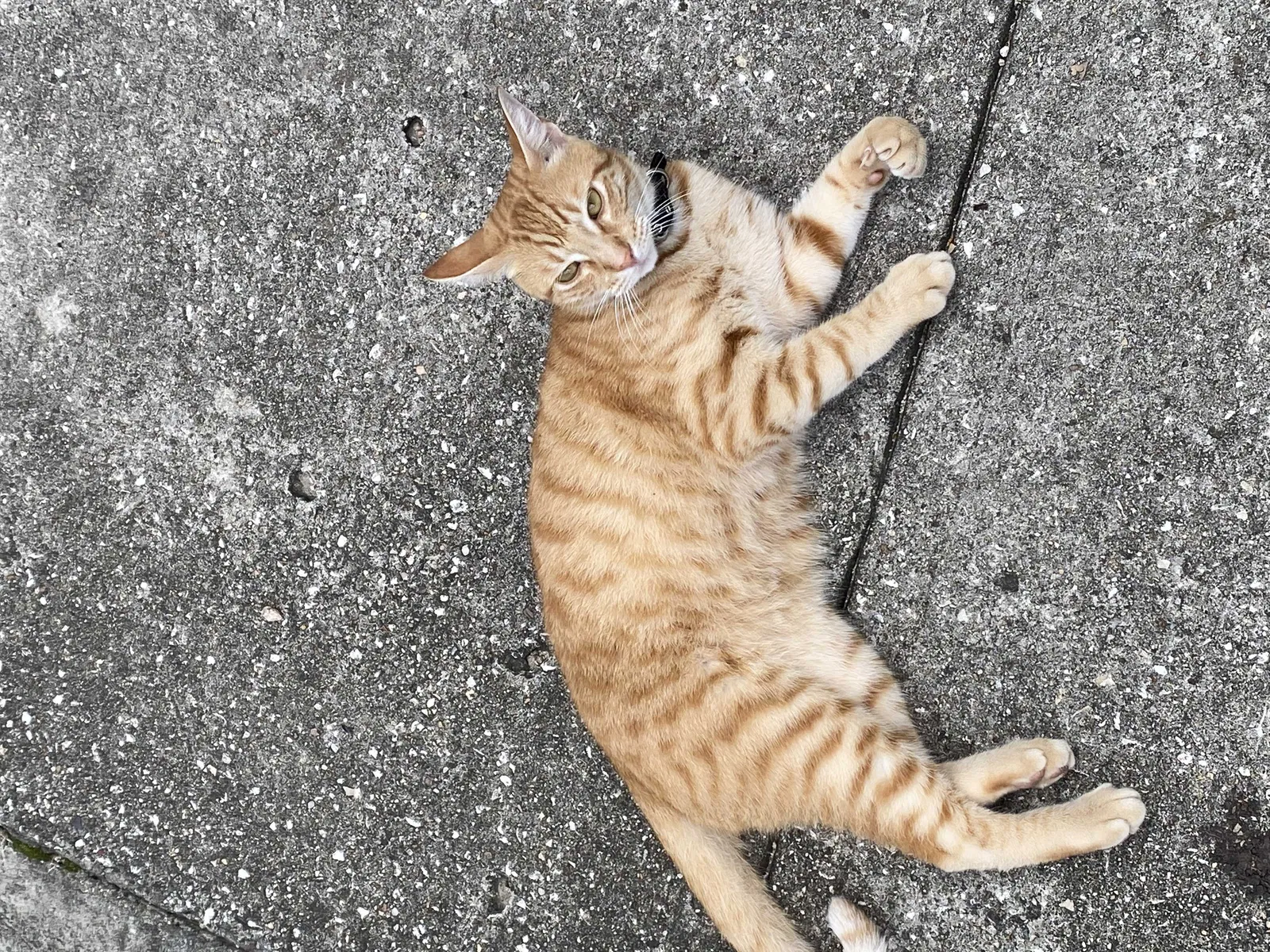 Lost cat in Porter, TX, 77365