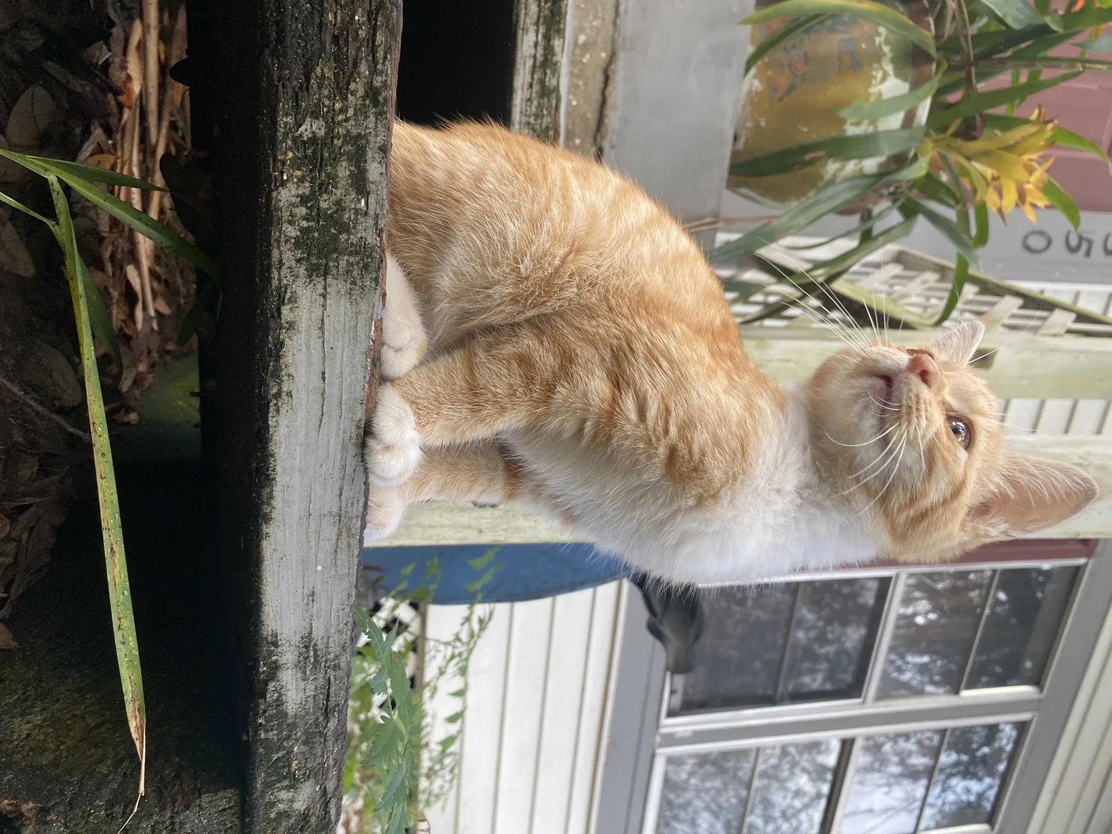 Lost cat in Mascotte, FL, 34753