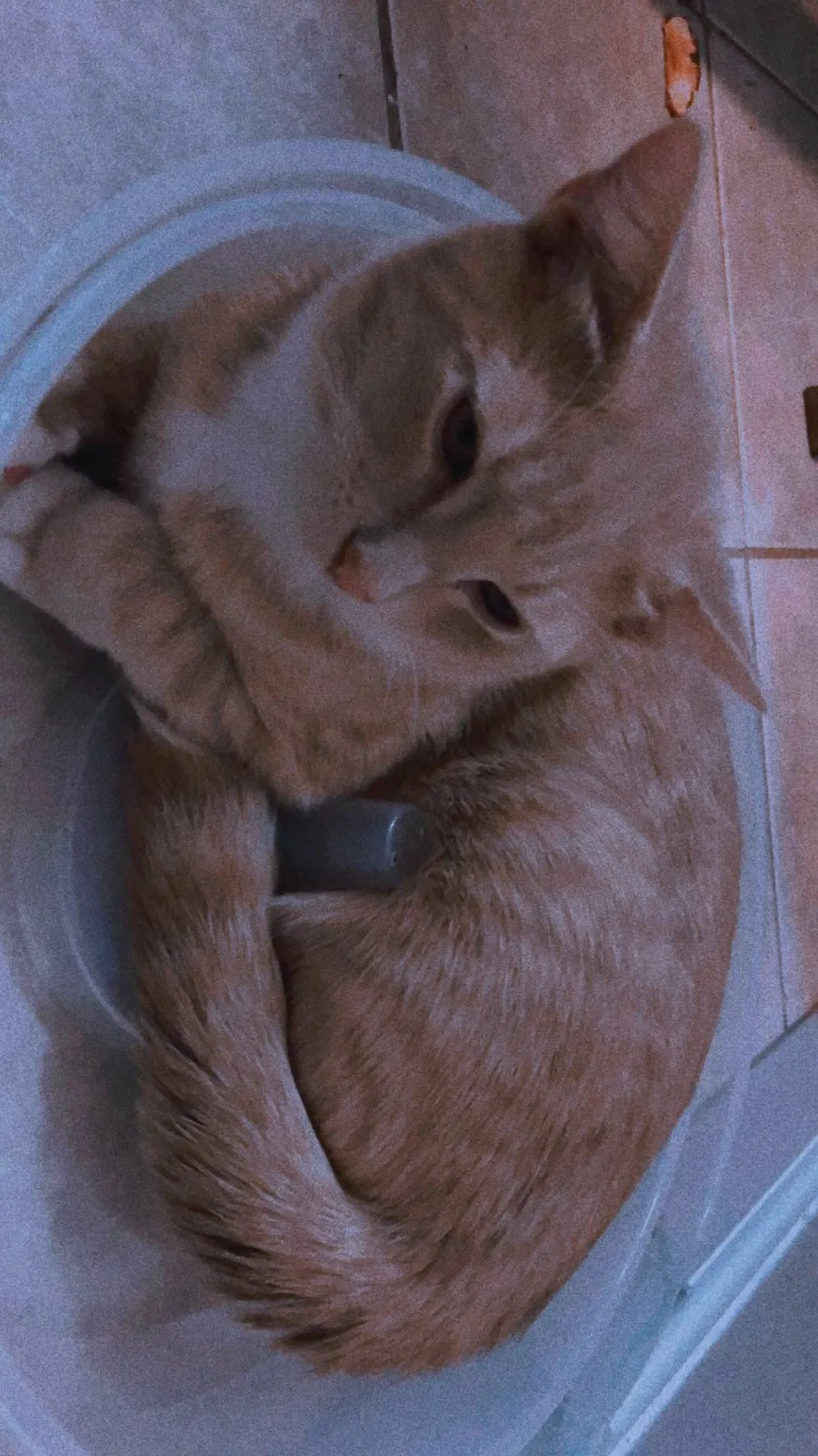 Lost cat in North Arlington, NJ, 7031